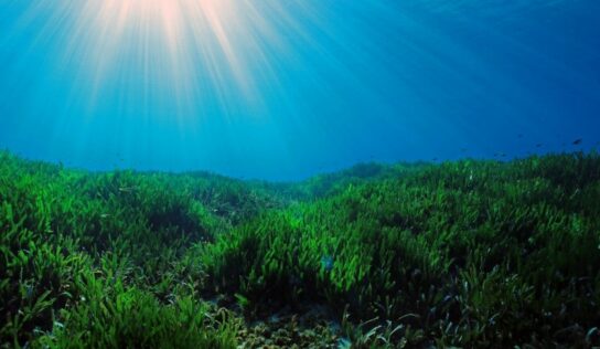 Aprobada la primera metodología de contabilidad del carbono para la conservación del medio marino