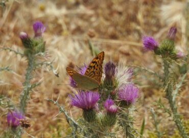 ADEL Sierra Norte explica cómo observar mariposas diurnas en verano