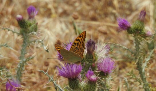 ADEL Sierra Norte explica cómo observar mariposas diurnas en verano