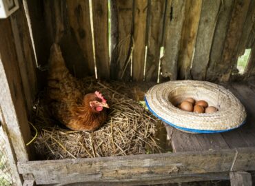 El pienso ecológico para gallinas ponedoras de Bifeedoo aporta una nutrición natural para conseguir huevos de mayor calidad y sabor