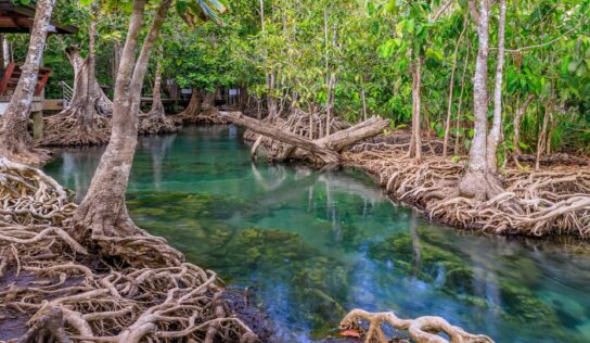 Diego Emiliano Oscar Fittipaldi encabeza proyecto innovador para la restauración de manglares